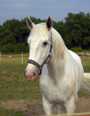Obraz premium White horse