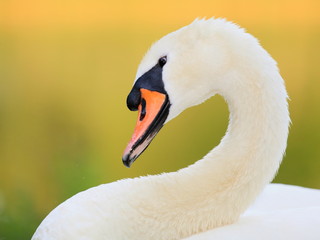 Fototapeta premium Schwan-17847b1