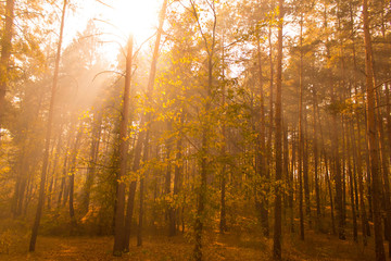 Sunshine in the autumn wood