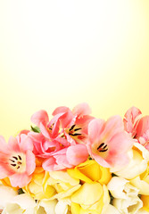 Obraz na płótnie Canvas beautiful tulips on yellow background.