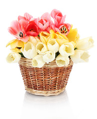 beautiful tulips in basket isolated on white.