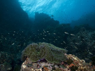 Coral Reef