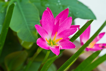 purple rain lily flower ,Thailand