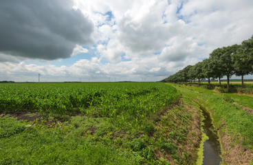 Obraz premium Corn growing on a field in summer