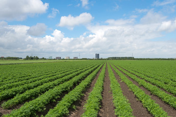 Fototapeta na wymiar Carrots growing on a field in summer