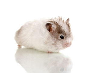 Cute hamster isolated white