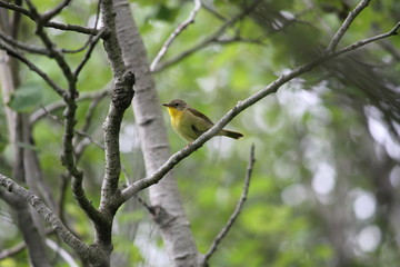 female yellowthroat warbler