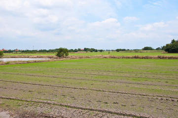 Paddy Rice Fields