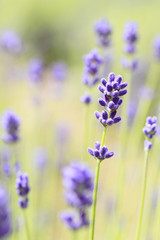 Fototapeta premium Closeup of lavender flowers