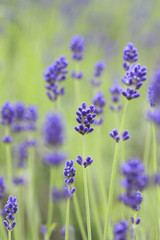 Fototapeta premium Closeup of lavender flowers