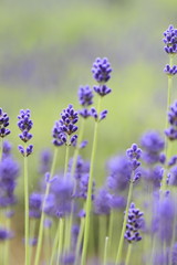 Closeup of lavender flowers