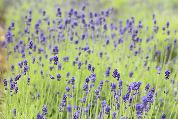 Closeup of lavender flowers