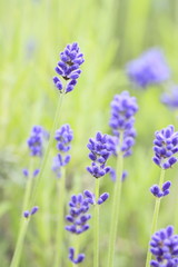 Closeup of lavender flowers