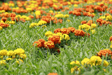 marigold flower background