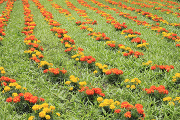 marigold flower background