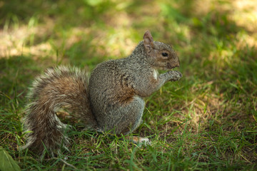 portrait of a eastern grey squirrel, Sciurus carolinensis