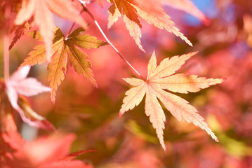 イロハカエデの紅葉