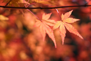 イロハカエデの紅葉