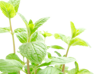スペアミントの葉 © varts