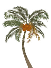 Fototapeta premium coconut isolated on white background