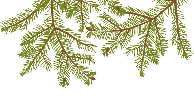fir branches isolated on white