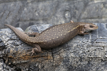 Viviparous lizard