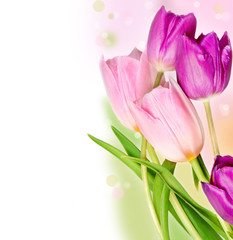 Obraz premium Five colorful tulips