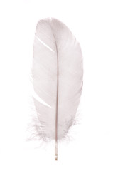 light grey isolated single pigeon feather