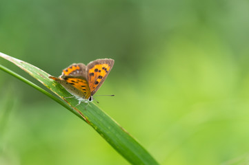 ベニシジミのアップ