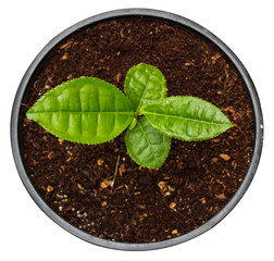 Potted Green Tea Plant in Pot