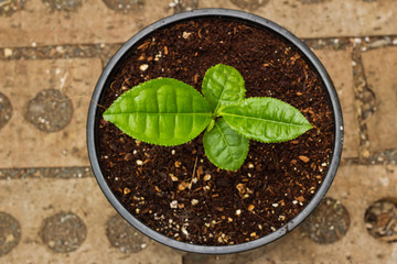 Potted Green Tea Plant in Pot
