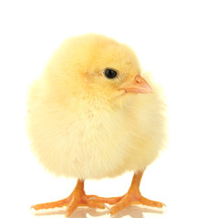 beautiful little chicken isolated on the white