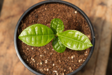 Potted Green Tea Plant in Pot