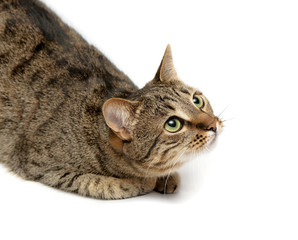 tabby cat on white
