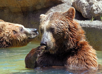 Brown bear (Ursus arctos)