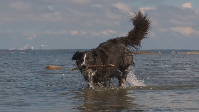 Border Collie