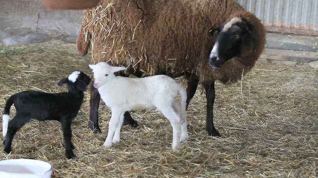 baby lamb feeding