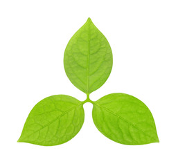green leaves in the form of the emblem or logo