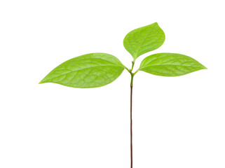 sapling with the leaves on a white background