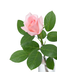 Flower rose on a white background