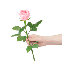 flower rose in hand men