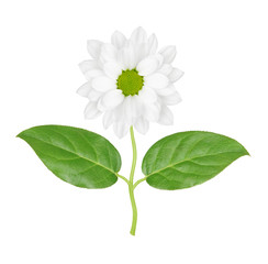 flower on a white background