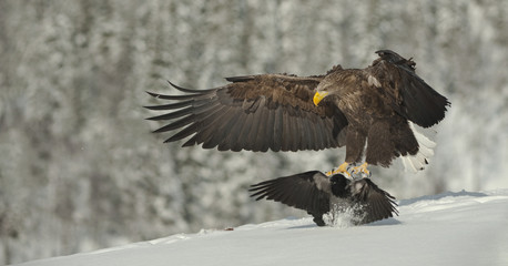 White-tailed Eagle