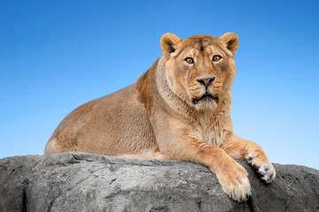 Lion on a rock against the blue sky