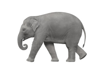 Elephant walking on a white background