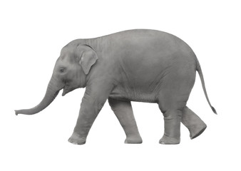 Fototapeta na wymiar Elephant spaceru na białym tle