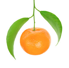 mandarin on branch on white background © ILYA AKINSHIN