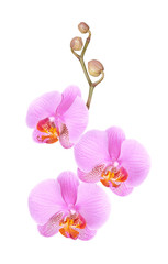 Fototapeta na wymiar flowers orchid on a white background