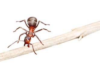 Ant drags stick on white background. Symbol of hard work