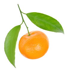 mandarin on branch on white background